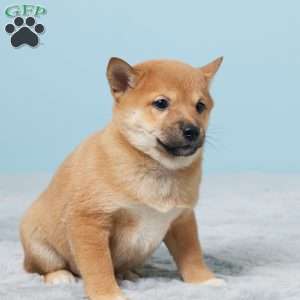 Omar, Shiba Inu Puppy